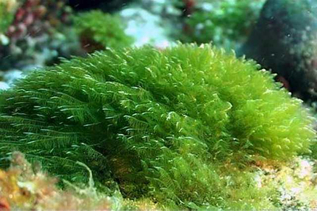alge marine și viziune)