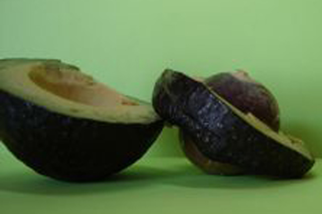 avocado-"fructul leguma"