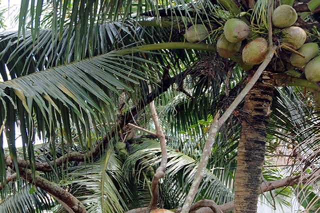 cocotier cu nuci de cocos
