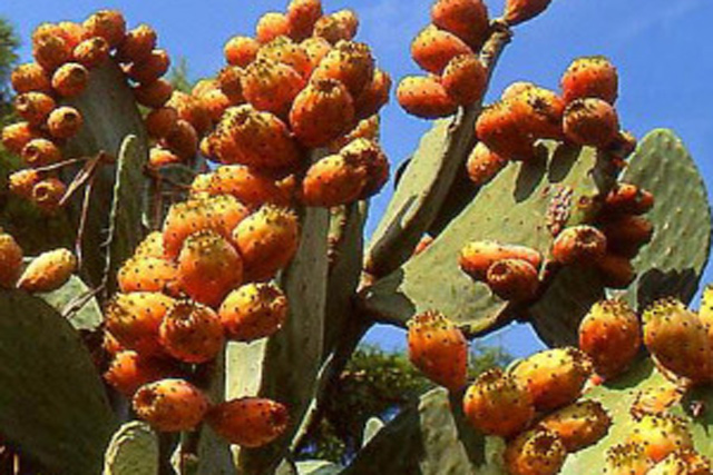fructe coapte, pe cactus