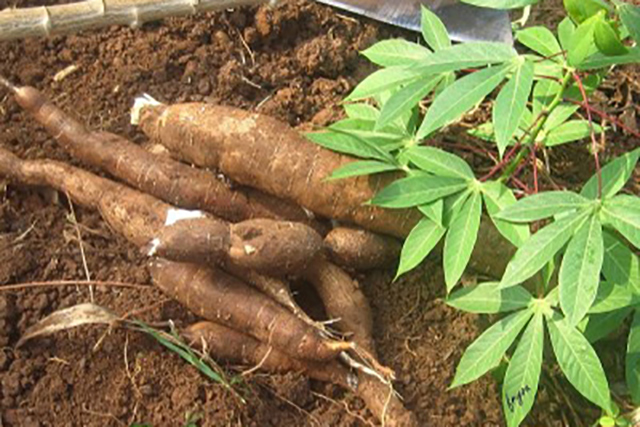 radacina de manioc (cassava), pentru tapioca