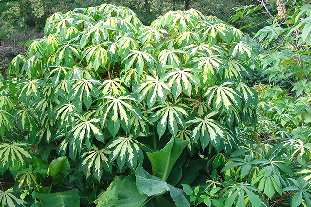 arbust de maioc sau cassava, pentru tapioca
